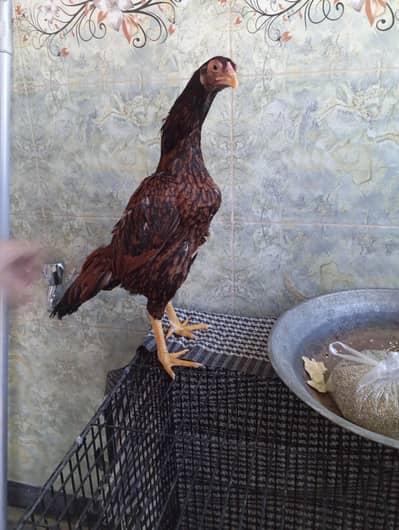 Aseel mianwali murgi high quality