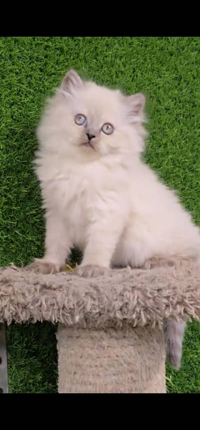 Quality Persian Punch face cat & kitten is 03233614642 WhatsApp