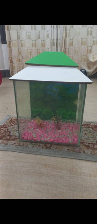 Fish Aquarium