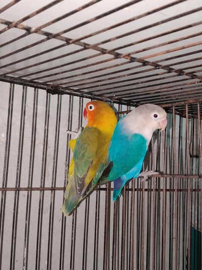 0327-0277654/DNA Pair/Love bird/parrot/cage/cocktail/Australian/bajri/