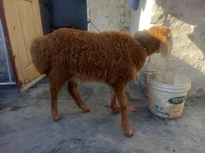 Brown Turkey Dumba for sale