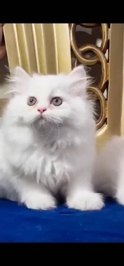 Quality Persian Punch face cat & kitten is 03233614642 WhatsApp
