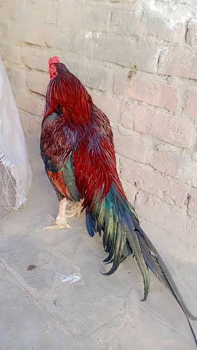 osize me hai loang tell goll face gand jorr mazbot