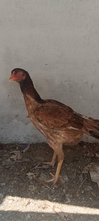 Aseel Hen  for Sale