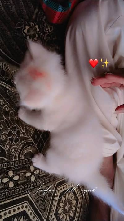 white color cat ‍ so beautiful