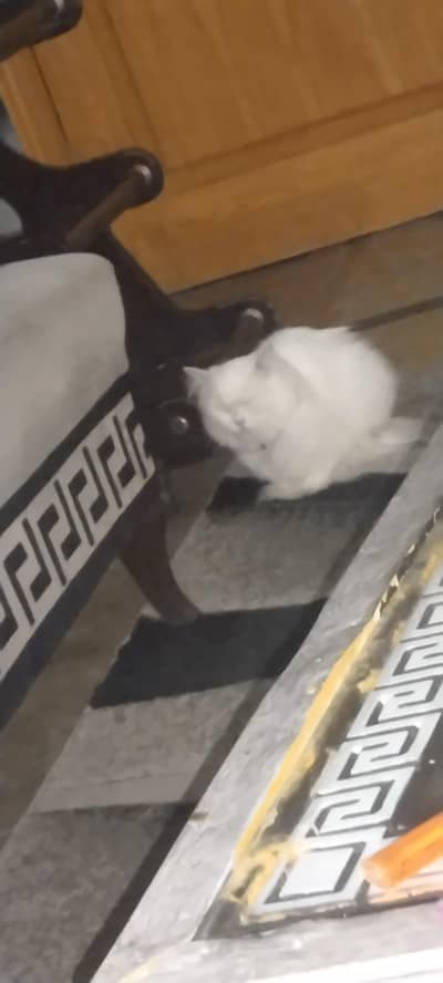 3 quoted russion cat snoie white color missing you