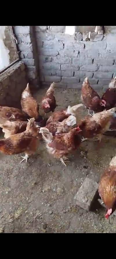 lohmann brown hens for sale in Rawalpindi