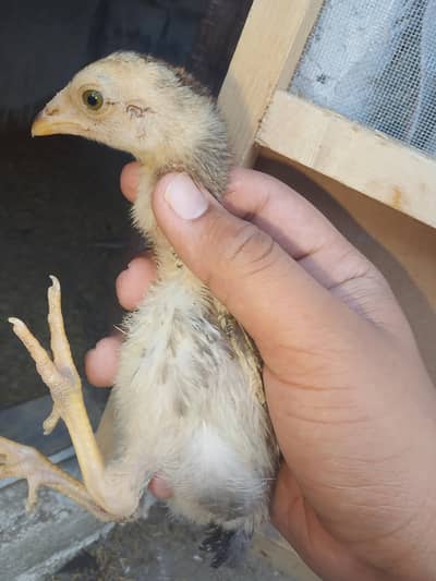 aseel chicks hain pure father pick attached