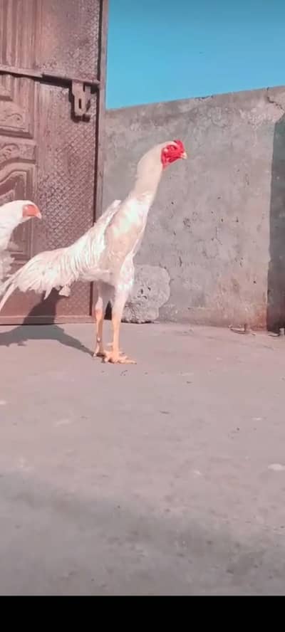 HIGH QUALITY  SHAMO and chicks 03266147527