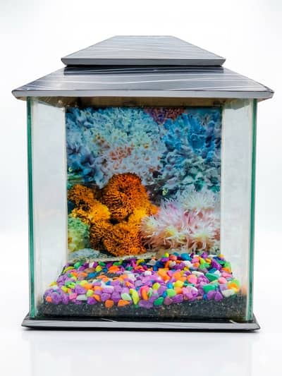 Fish Aquarium with Complete Setup | Fresh