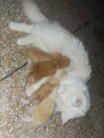 A cute Persian cat. . .