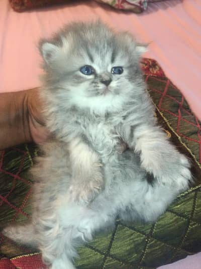 Pure Persian Kittens Available Male both available.