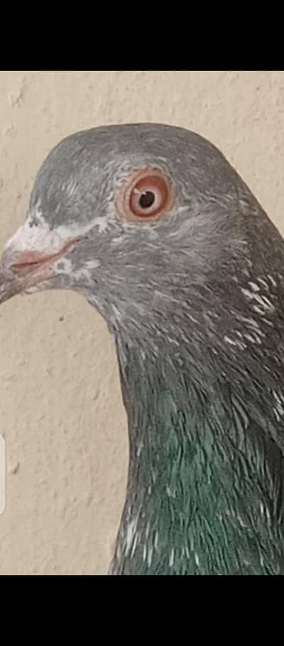 golden patha pathi for sale