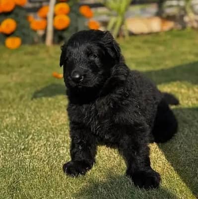 jarman Shepard pupi available