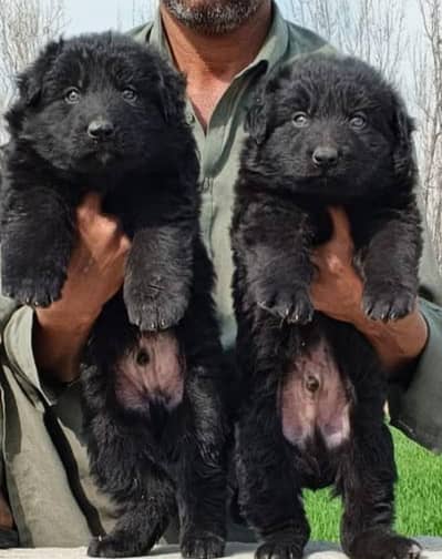 jarman Shepard pupi available