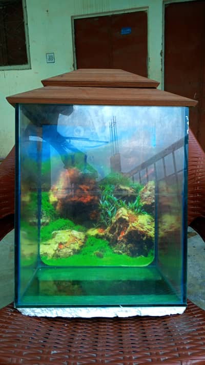 Fish Aquarium