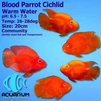 parrot cichlid fish