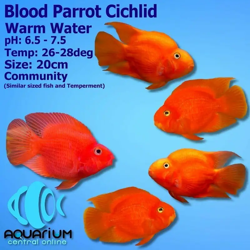 parrot cichlid fish — photo 2