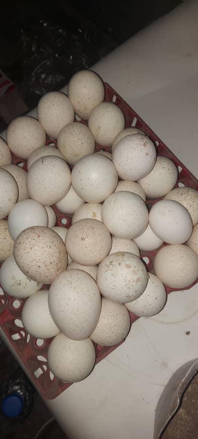 Turkey bird eggs