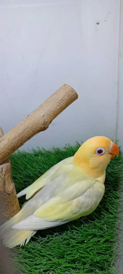 Parblue Opline pale fallow