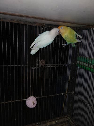 Love bird breeder pair