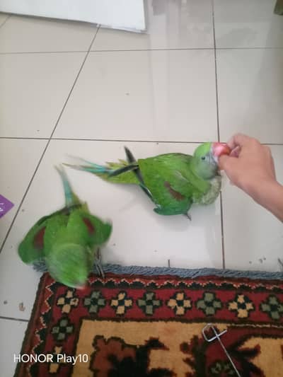 raw parrots pair for sale