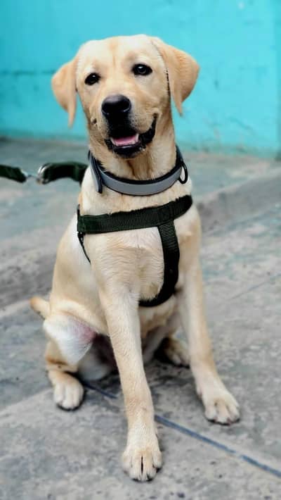  Cute & Healthy Female Dog – 2 Years Old – Ready for New Home