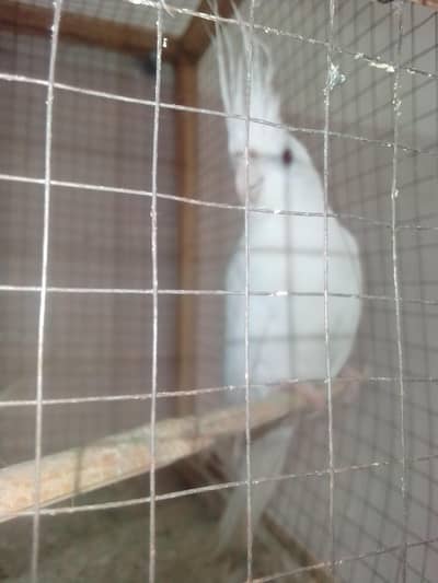 Eno red eyes breeder pair