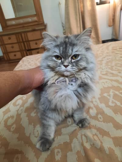 Playful Grey Female Kitten – All Essentials Included!