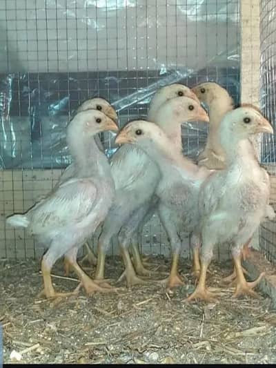 Shamo | Aseel Shamo | German Shamo | White Shamo | King size Shamo