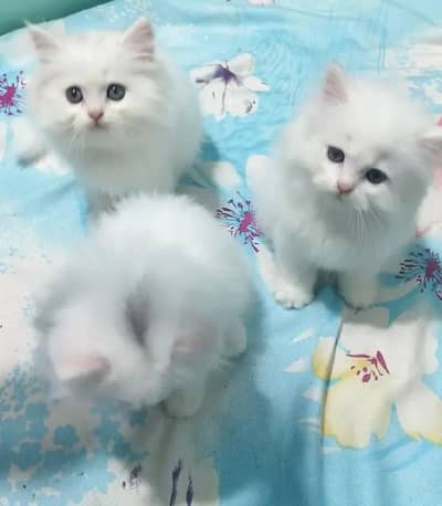 Persian female kitten for sale delivery available all Pakistan