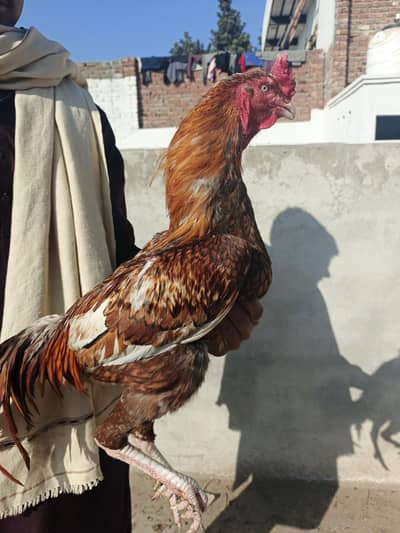 Aseel murga for sale