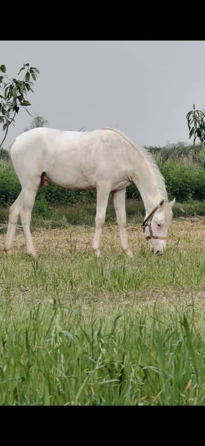 Nukra Brand Wachera نکرا وچھیرا