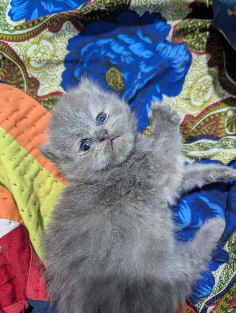 ǫᴜᴀʟɪᴛʏ ᴋɪᴛᴛᴇɴs 1