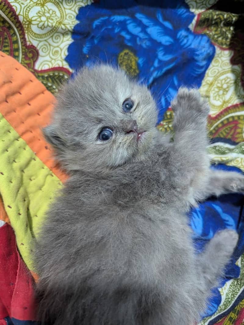 ǫᴜᴀʟɪᴛʏ ᴋɪᴛᴛᴇɴs 2