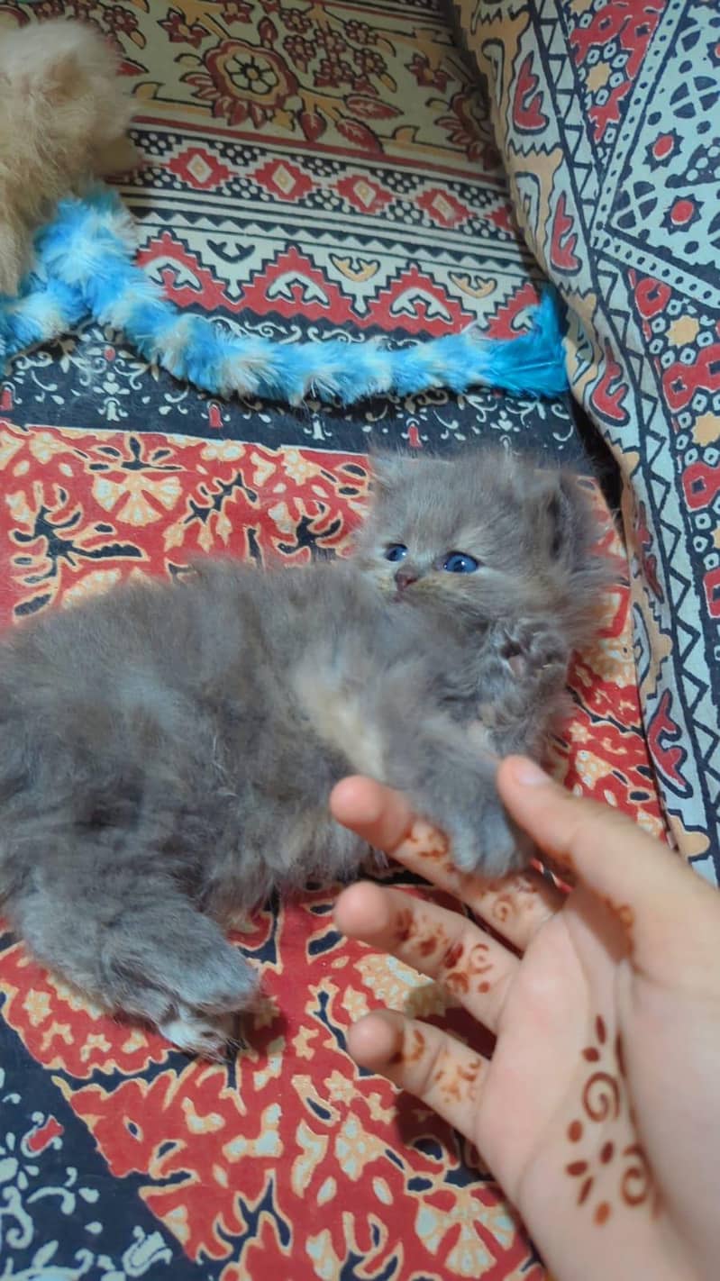 ǫᴜᴀʟɪᴛʏ ᴋɪᴛᴛᴇɴs 3