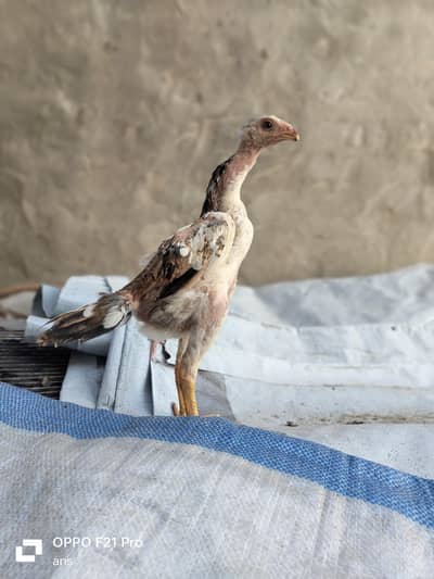 Shamo swing neck for sale