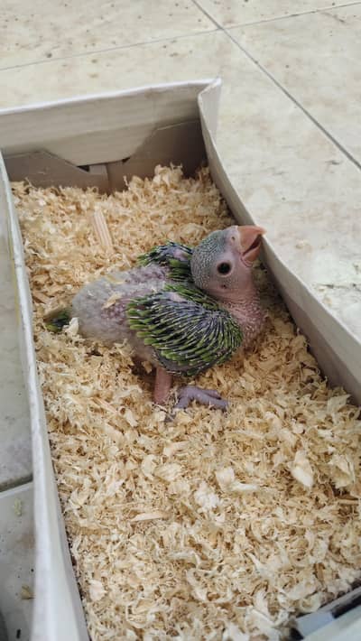 green parrot chick