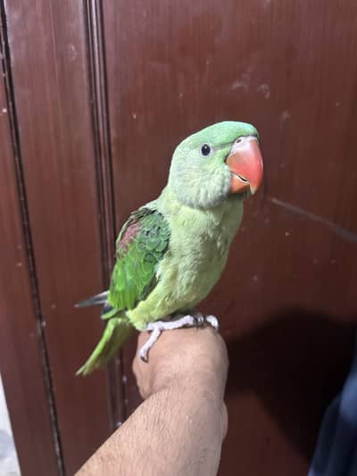 Raw parrrot baby 3 months age