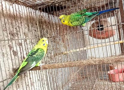 black wings breeder pair for sale