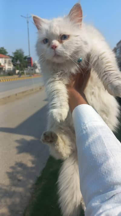 "Adult White Persian Cat for Sale - 3 Years Old, Healthy & Playful!"