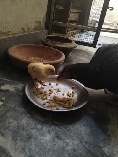 aseel chick available