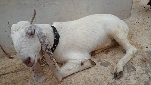 Goat / Bakra / Healthy goat  / Desi / / Bkary /Khassi gulabi goat