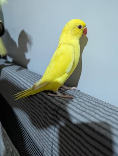 yellow ringneck