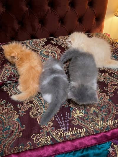 extreem quality kitens