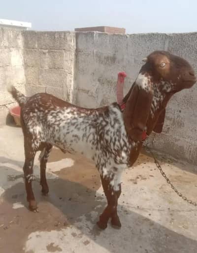 1male 2female  gaban ha