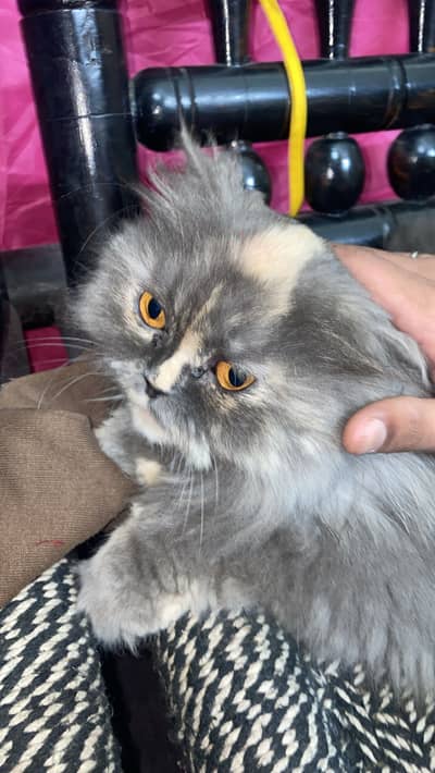 Beautiful cat For sale