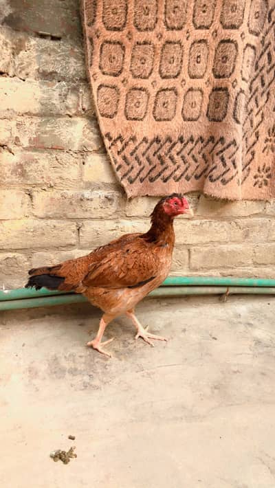 Aseel Mianwali Murgi