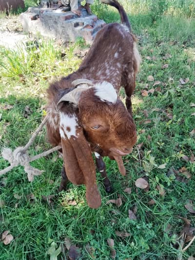 13 month ka hai weight 40 to 45 kg confirm hai