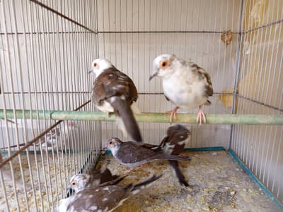 Pied dove breeder pairs